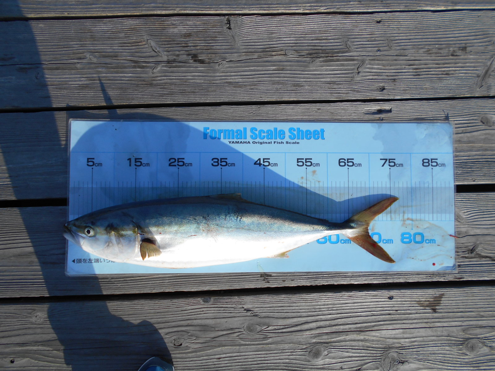 ブリ釣り大会経過報告 シークルーズマリーナ 中古艇販売 買取 レンタルボート 熊本 天草のマリーナ