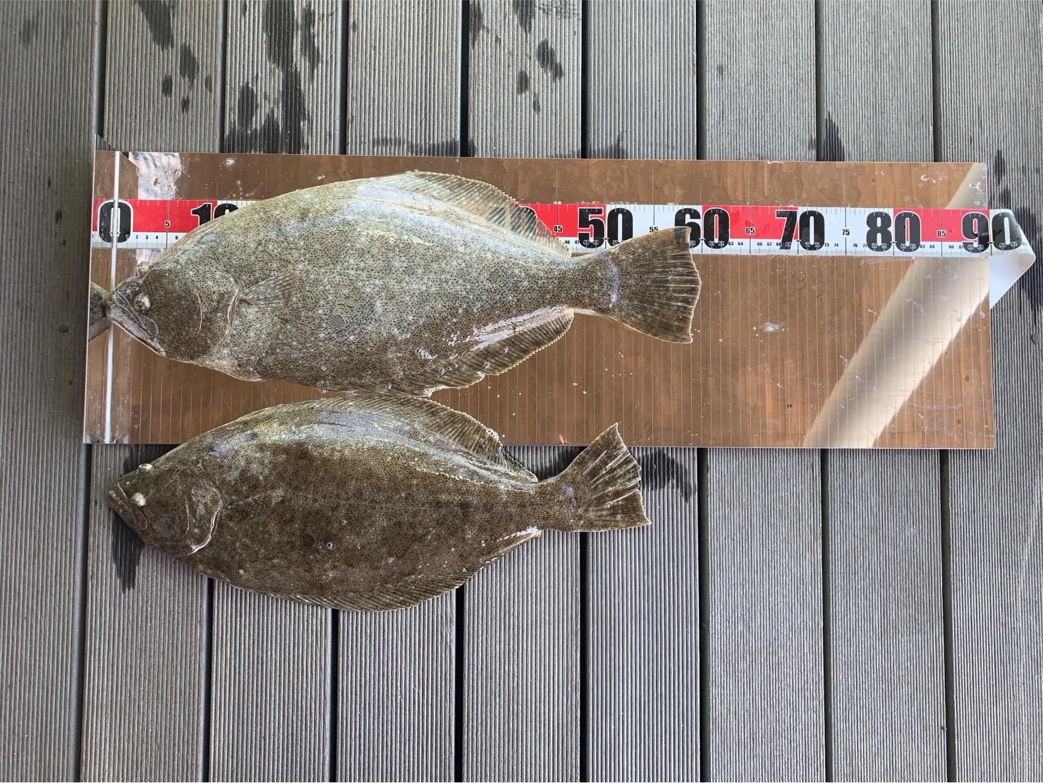ヒラメ60センチ！タイは記録更新です✨ | シークルーズマリーナ